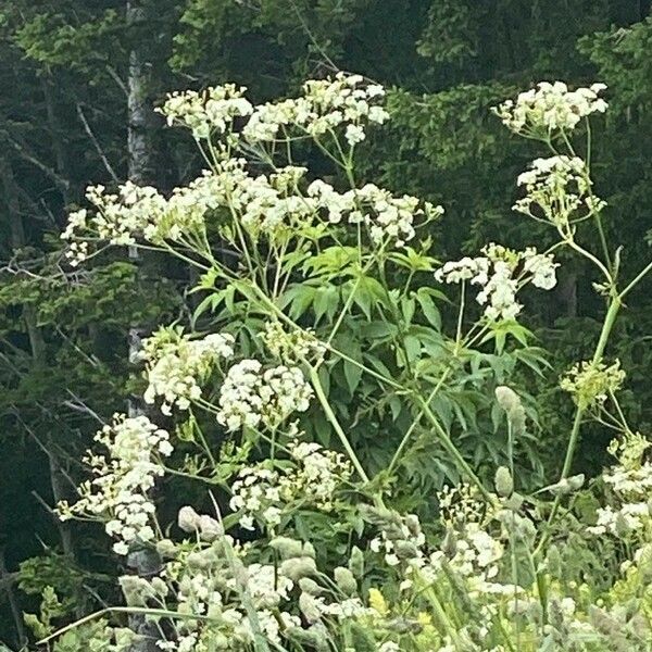 Cicuta maculata Flors