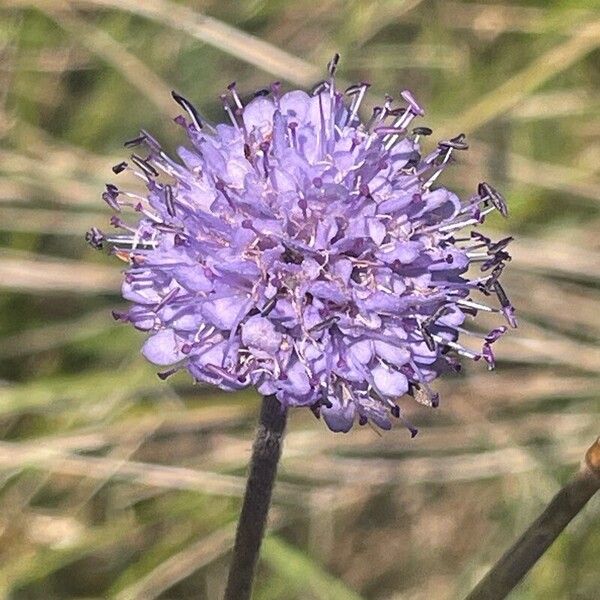 Succisa pratensis Çiçek