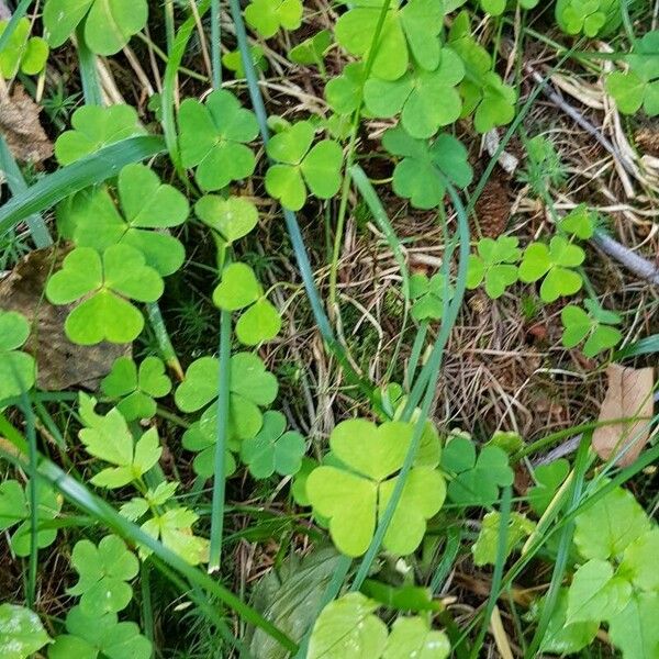 Oxalis acetosella Habit