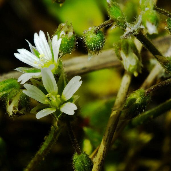 Cerastium pumilum Çiçek