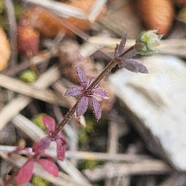 Galium parisiense 花