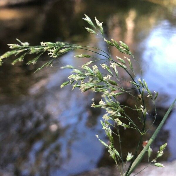 Poa trivialis Цвят