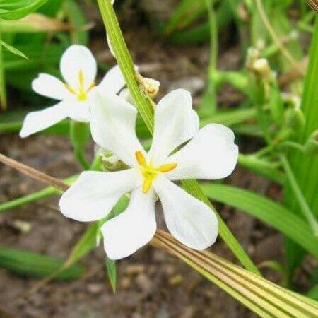 Eleutherine bulbosa Blüte