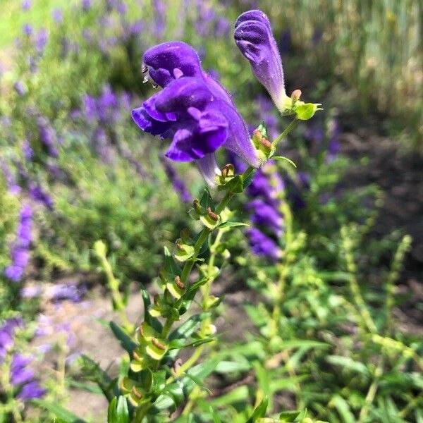 Scutellaria hastifolia Квітка