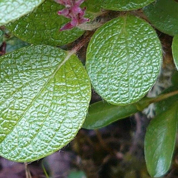 Salix reticulata Foglia