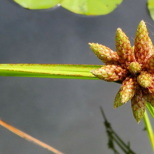 Schoenoplectus lacustris Blomma