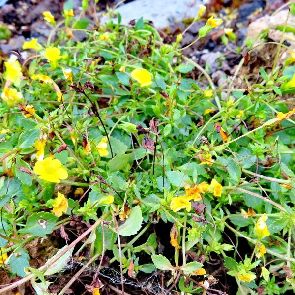 Mecardonia procumbens പുഷ്പം