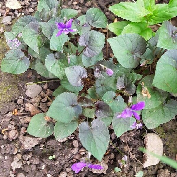 Viola labradorica Flower