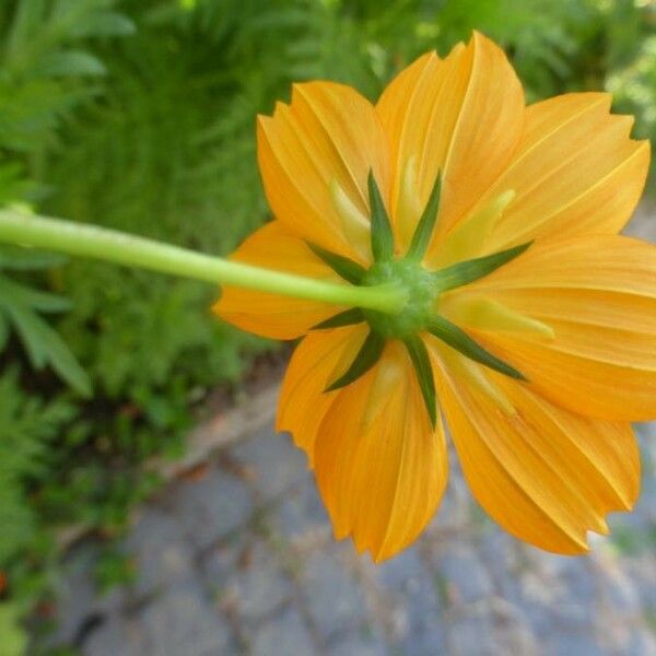 Cosmos sulphureus പുഷ്പം