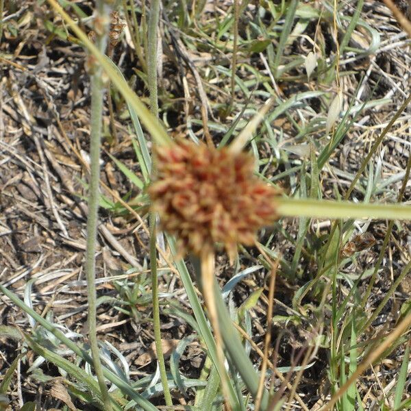 Cyperus capitatus Flower