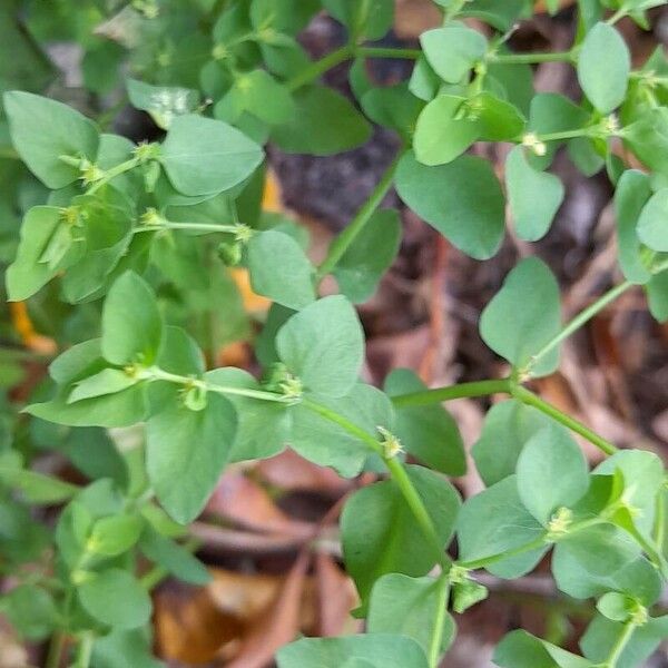 Euphorbia peplus Lehti