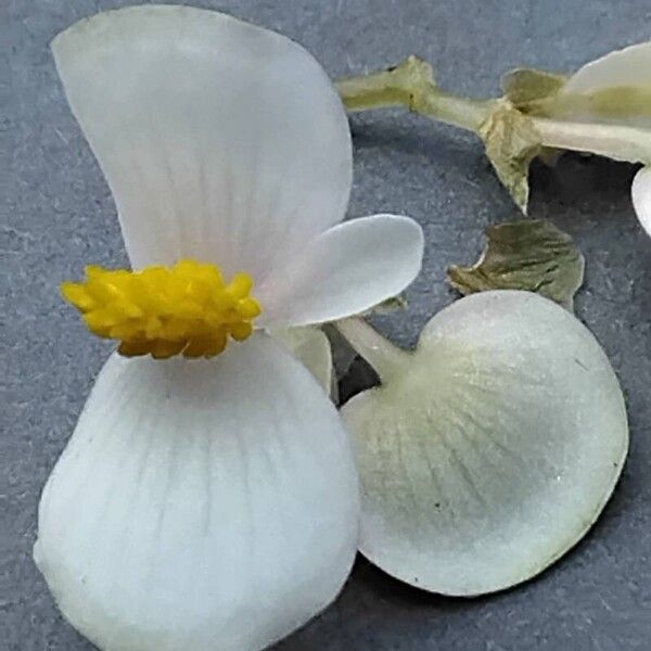 Begonia dregei Bloem