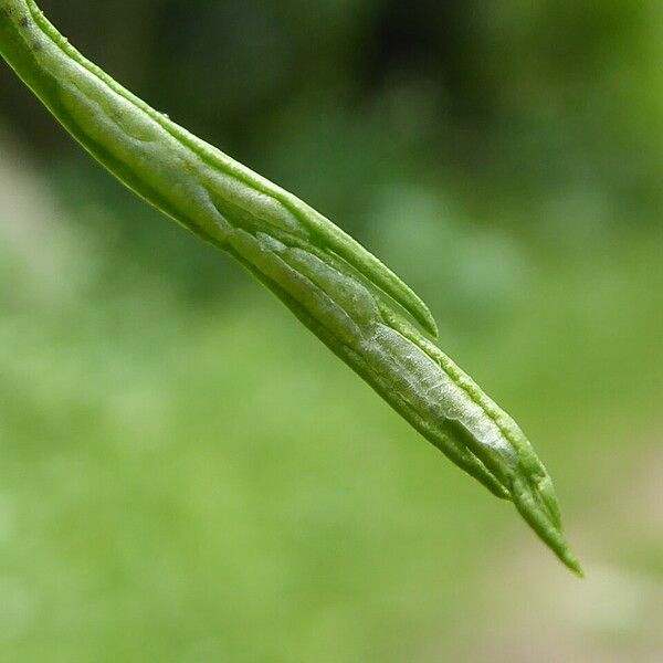 Asplenium septentrionale Plod