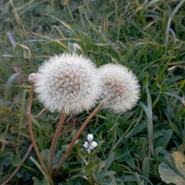 Taraxacum dissectum Feuille