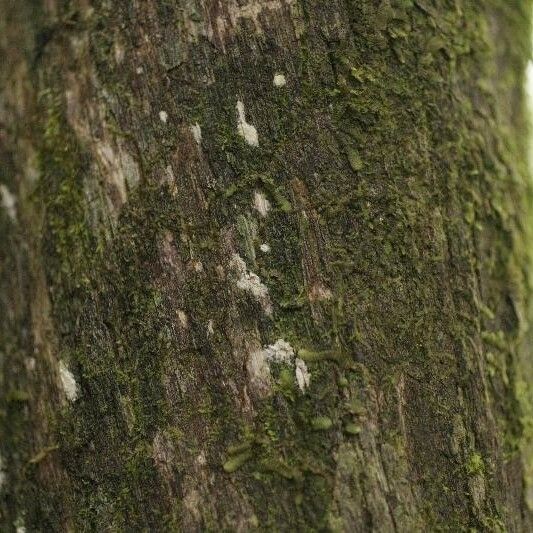 Duroia longiflora Casca