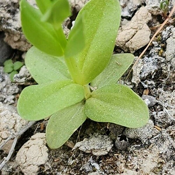 Centaurium pulchellum 葉
