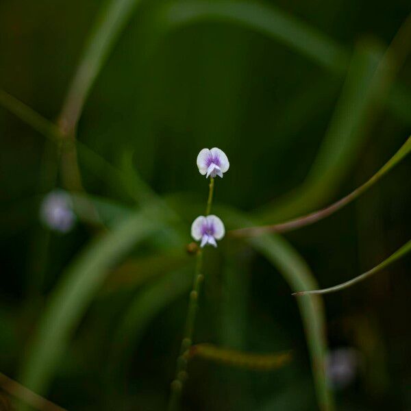 Tephrosia noctiflora Floro