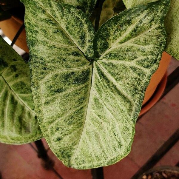 Syngonium podophyllum Leaf