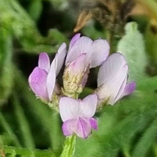 Biserrula pelecinus Blüte