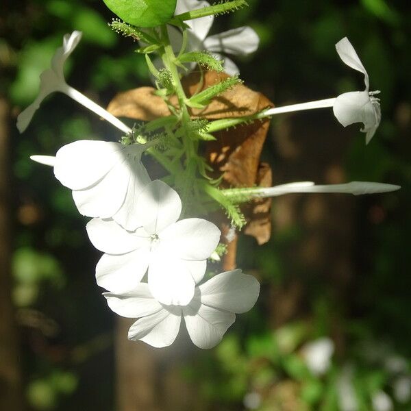 Plumbago zeylanica 花