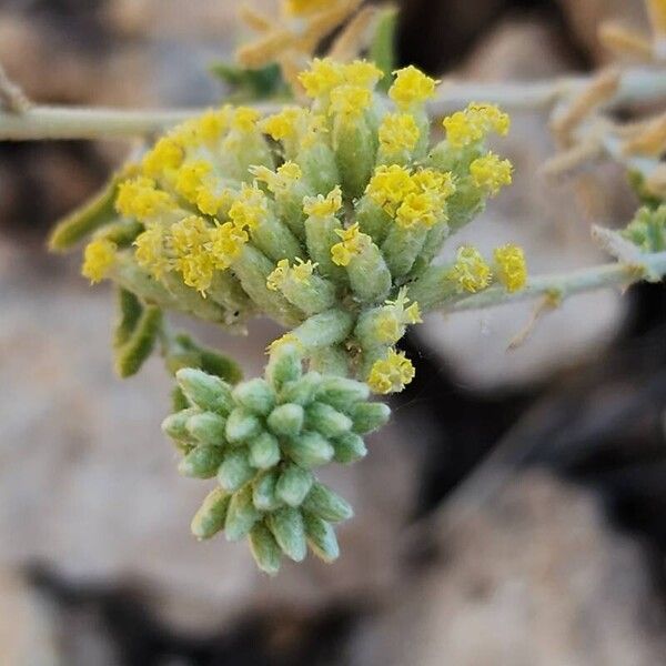 Achillea eriophora Blüte