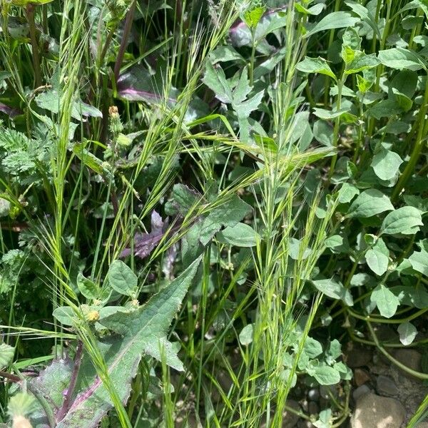 Festuca bromoides Flor