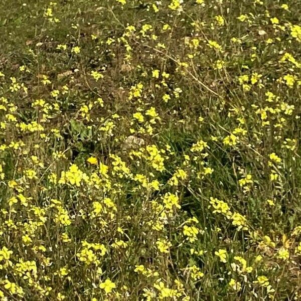 Bunias erucago Blomst