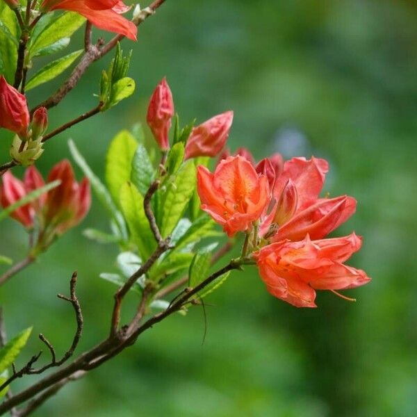 Rhododendron calendulaceum Blomma