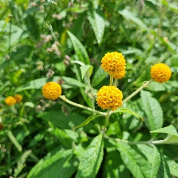 Buddleja globosa Flower