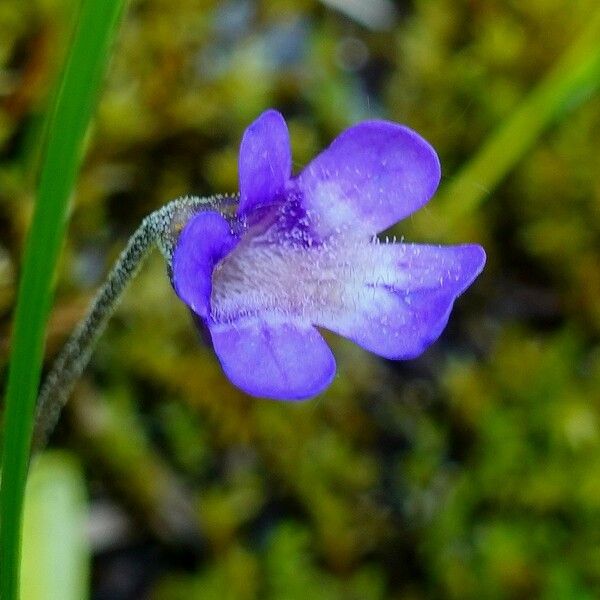 Pinguicula vulgaris 花