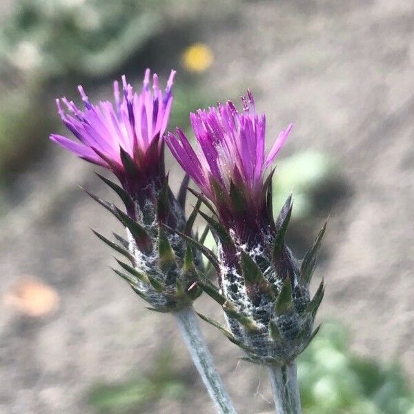 Carduus pycnocephalus Flower