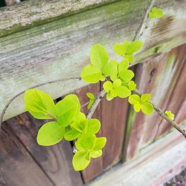 Ligustrum ovalifolium Leaf