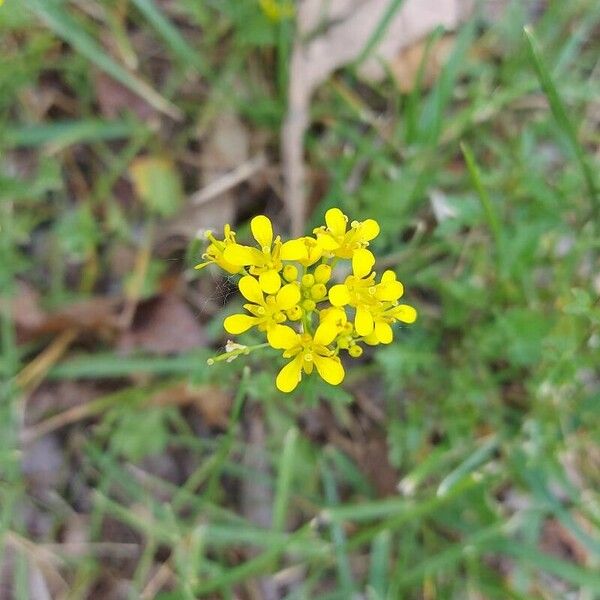 Rorippa sylvestris Flower