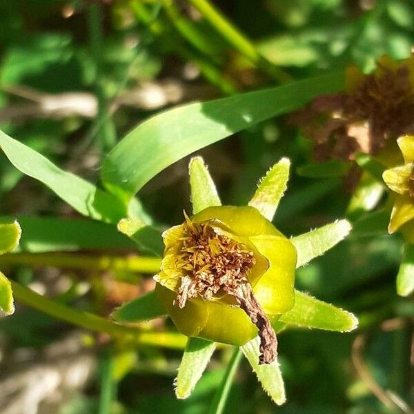 Coreopsis lanceolata ফল