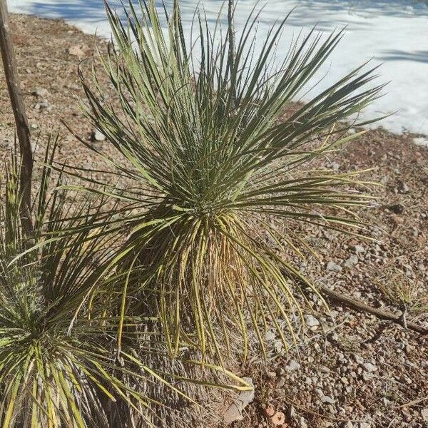 Yucca angustissima Leaf