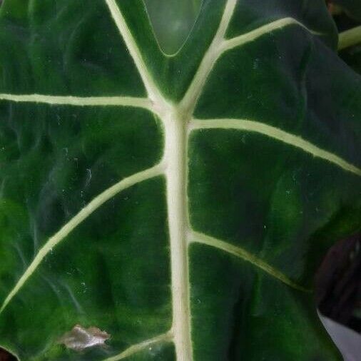 Alocasia micholitziana 叶