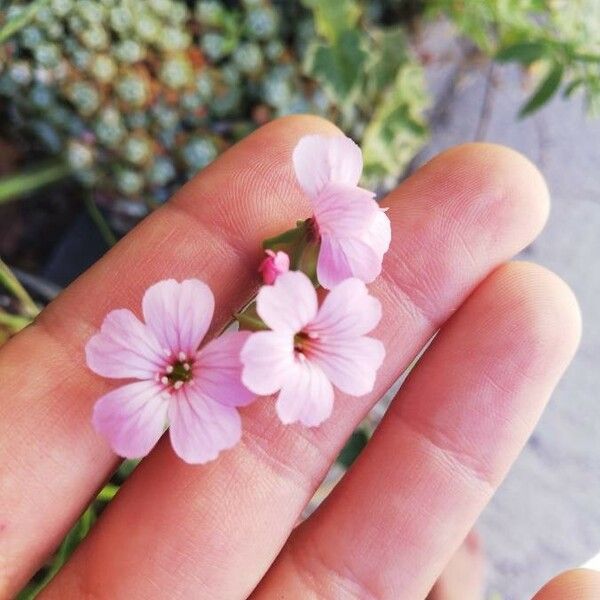 Vaccaria hispanica Flower