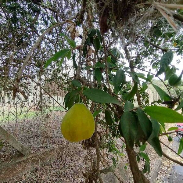 Eugenia pyriformis Fruit