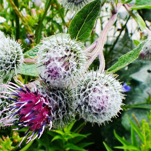 Arctium tomentosum Цвят