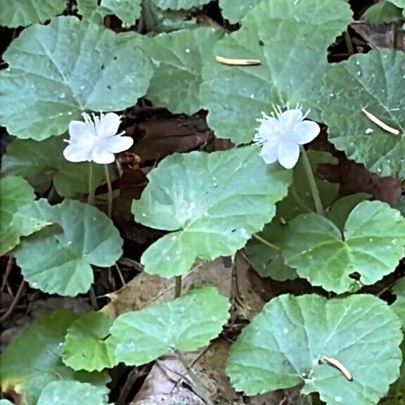 Dalibarda repens Flor