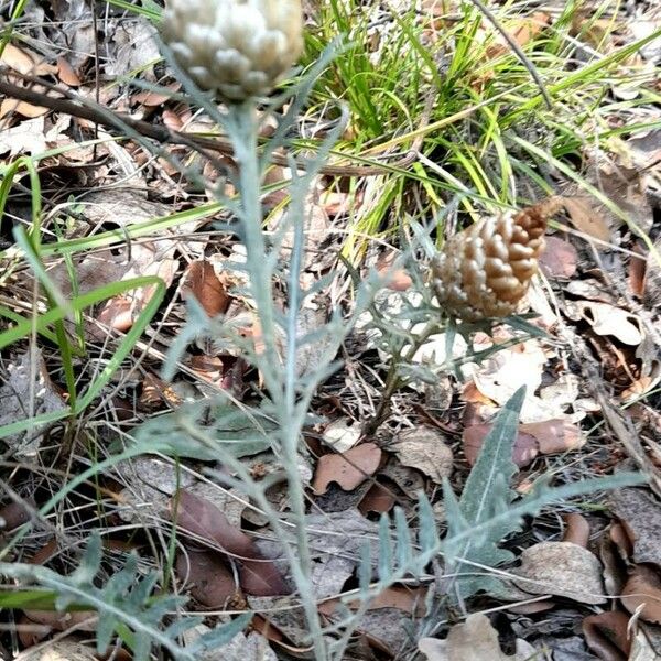 Rhaponticum coniferum موطن