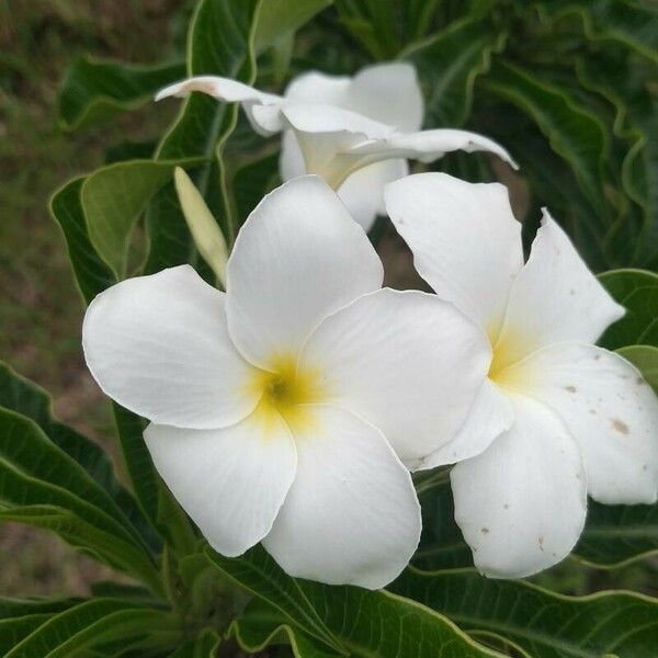 Plumeria pudica Flor