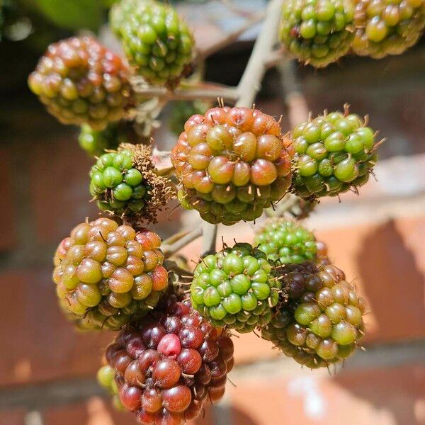 Rubus ulmifolius ফল