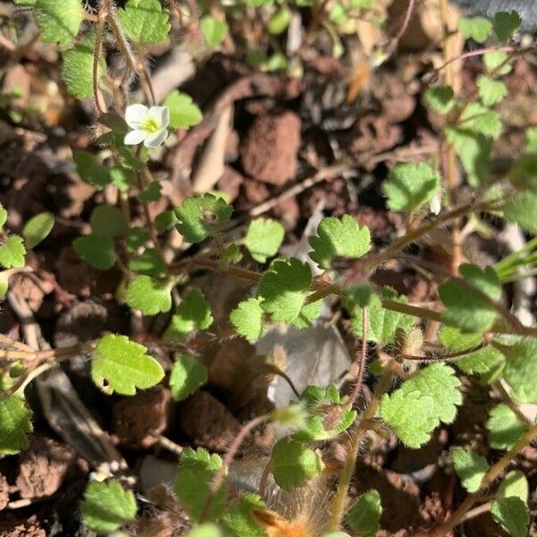 Veronica cymbalaria Hostoa