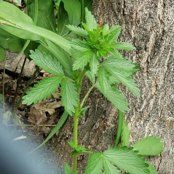 Potentilla norvegica Yaprak