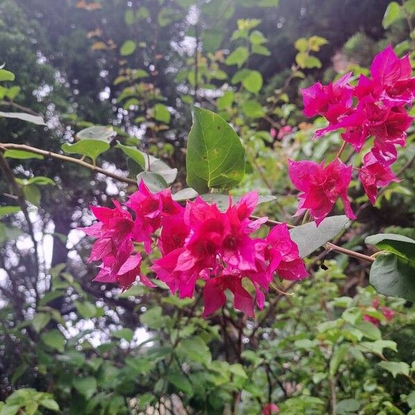 Bougainvillea glabra ᱵᱟᱦᱟ