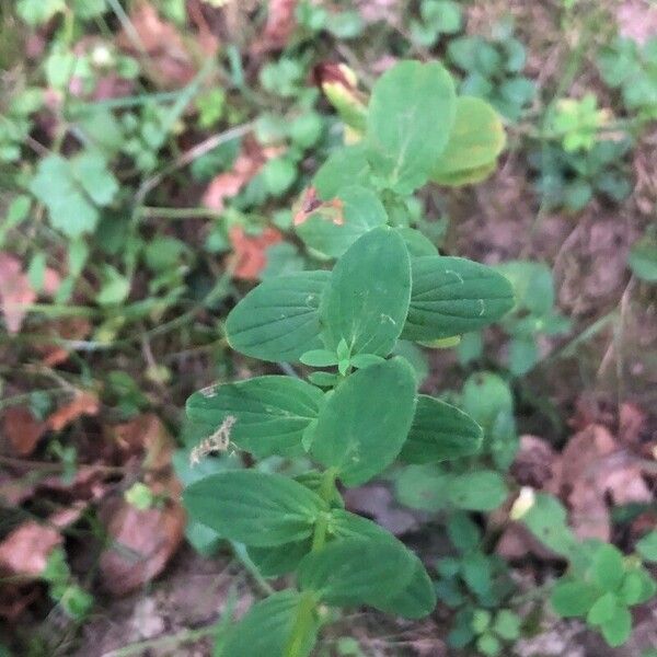 Hypericum pulchrum Лист