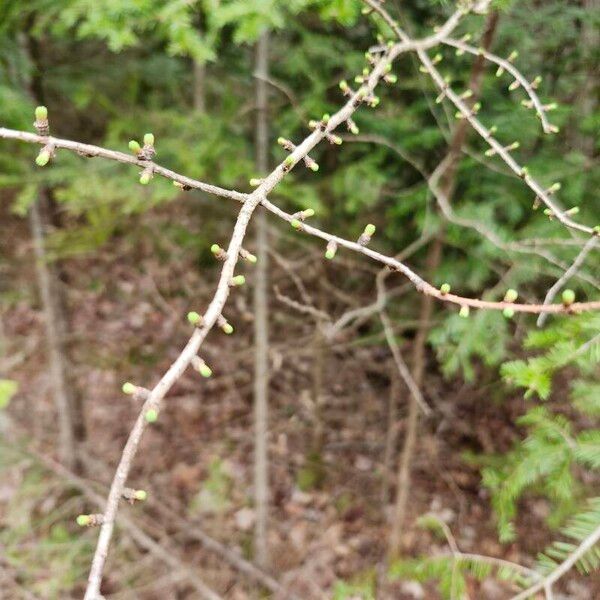 Larix laricina Leaf