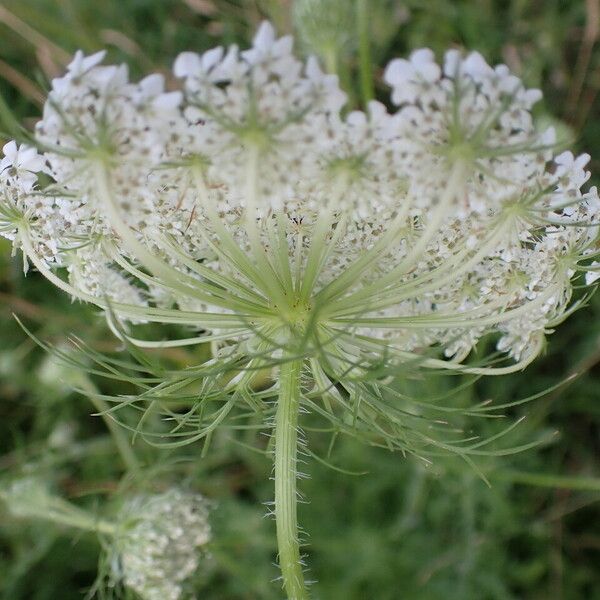 Daucus carota Flors