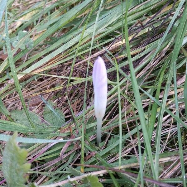 Colchicum multiflorum Drugo